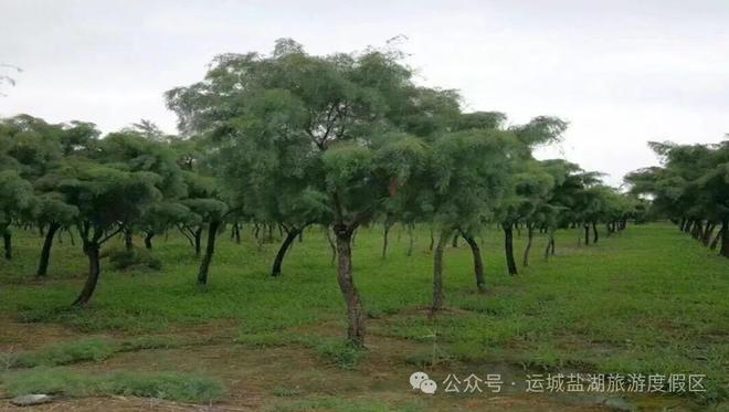 运城盐池百科丨⑥ 盐境生机：从荒芜到繁茂的生态突围